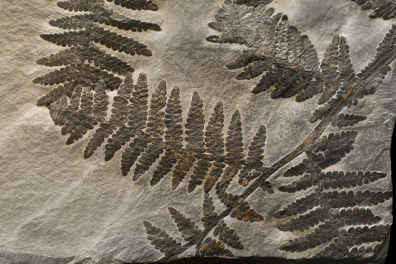 Fronde de fougère fossile (Westphalien, Allemagne)
